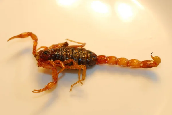 Escorpión frito en plato —  Fotos de Stock