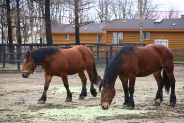 Spot Kotohiragu atları