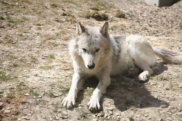 Lobo no Parque Ecológico — Fotografia de Stock