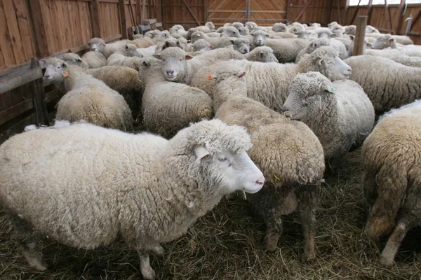 Πλήθος πρόβατο στο Λιβάδι — Φωτογραφία Αρχείου