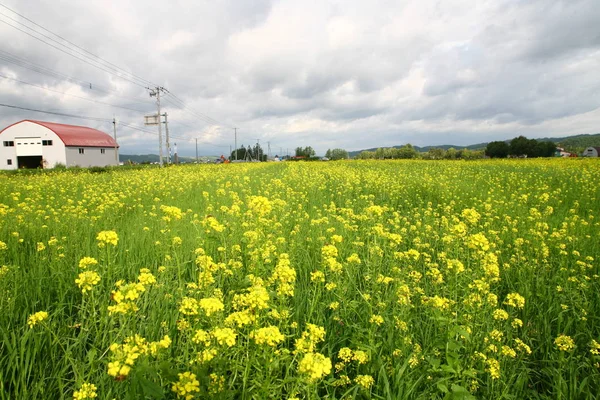 Campo con flores amarillas — Foto de Stock