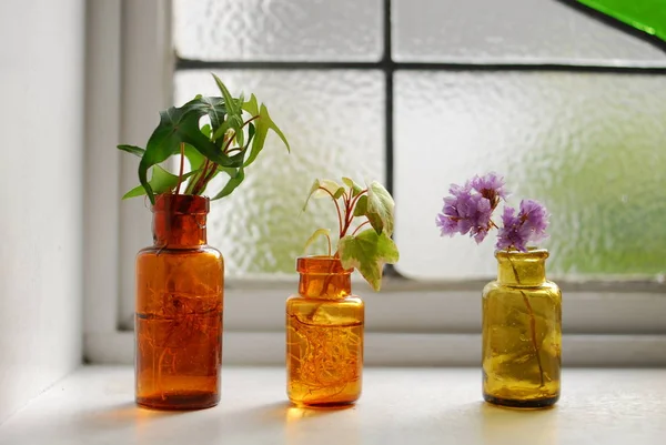 Frische Pflanzen in bunten Vasen — Stockfoto