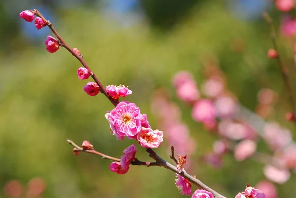 Birnenblüten am Ast — Stockfoto