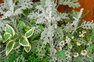 Büyük Nishiten çiçek