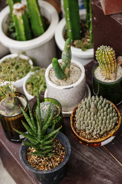 Plantas en maceta en la tienda —  Fotos de Stock