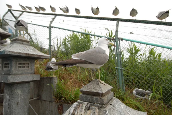 Aves, gaivotas sentadas — Fotografia de Stock