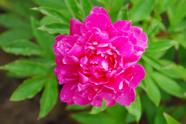 Pink blooming flower — Stock Photo, Image