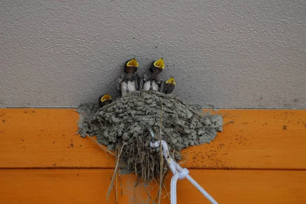 Golondrinas en el nido —  Fotos de Stock