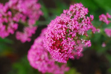 güzel pembe çiçekler