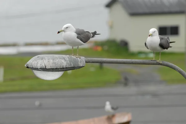 Vögel sitzen auf Lampe — Stockfoto
