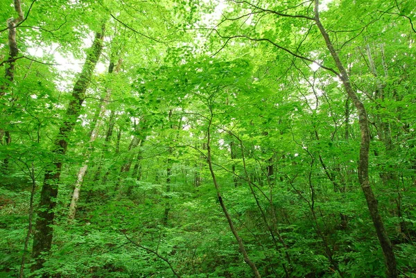 Green trees in Lake Juni-ko — Stock Photo, Image