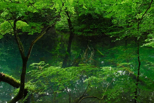 Árboles verdes en el lago Juni-ko —  Fotos de Stock