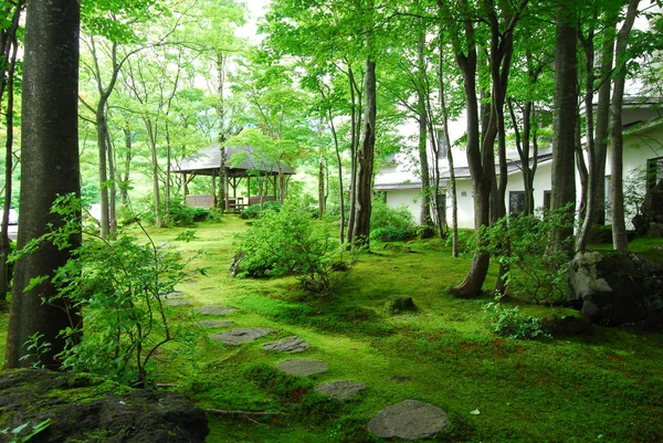 Majestosa floresta verde — Fotografia de Stock