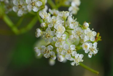 güzel beyaz çiçekler