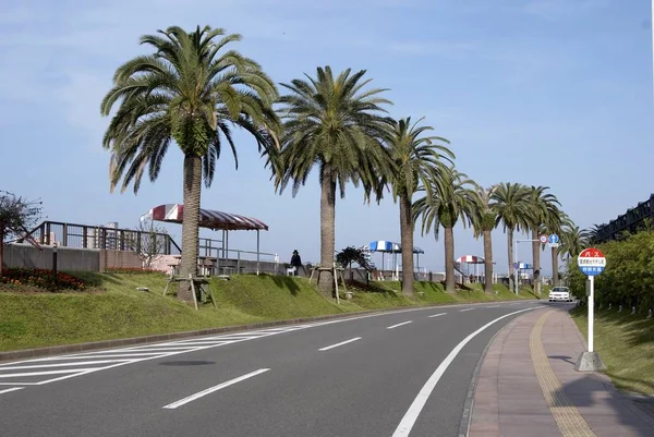 Carretera y cocotero — Foto de Stock