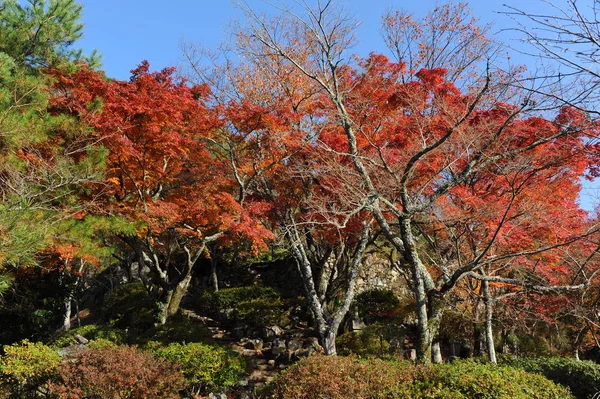Växter i Rakan-ji temple — Stockfoto