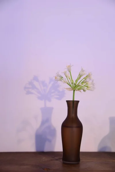 Fleur blanche dans le vase — Photo