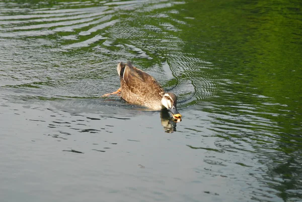 Дикая утка в воде — стоковое фото