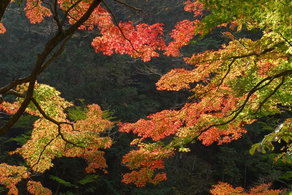 Vackra naturen i japan — Stockfoto