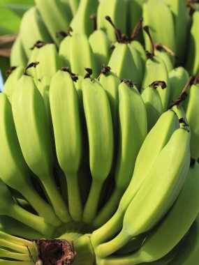 Taze yeşil muz grup