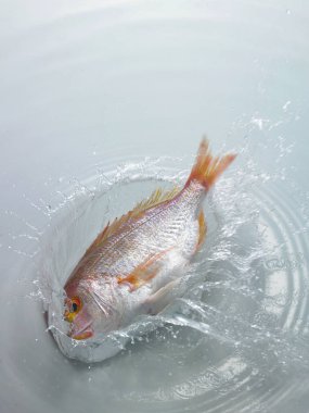 Su ile taze balık