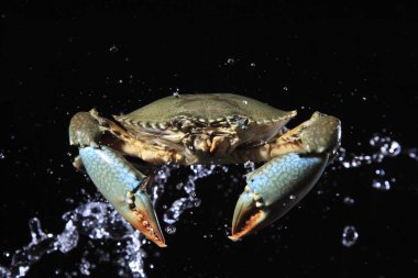 su sıçramasına ile Yengeç