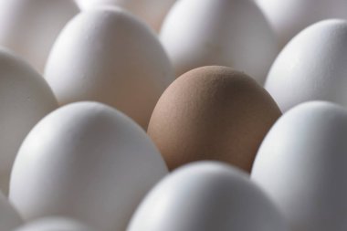 Taze yumurta arka plan