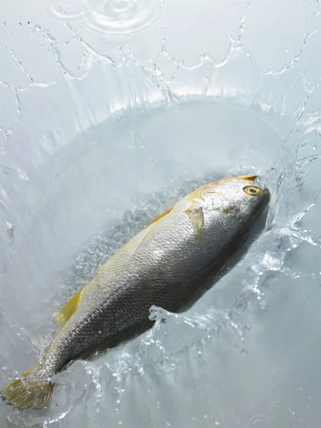 Peixe fresco com água — Fotografia de Stock