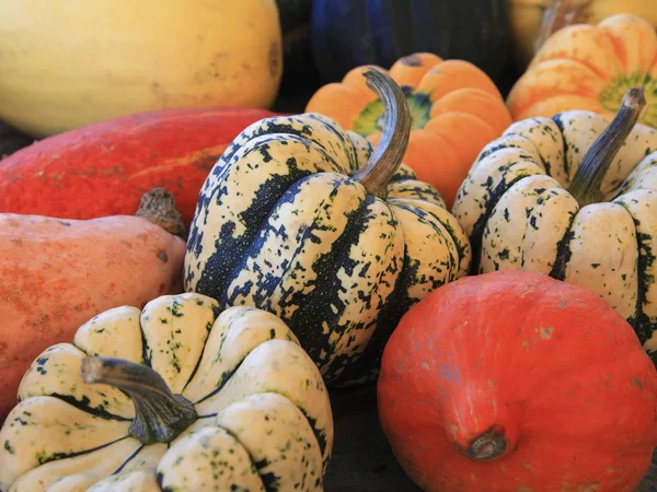 Разнообразные тыквы на рынке — стоковое фото