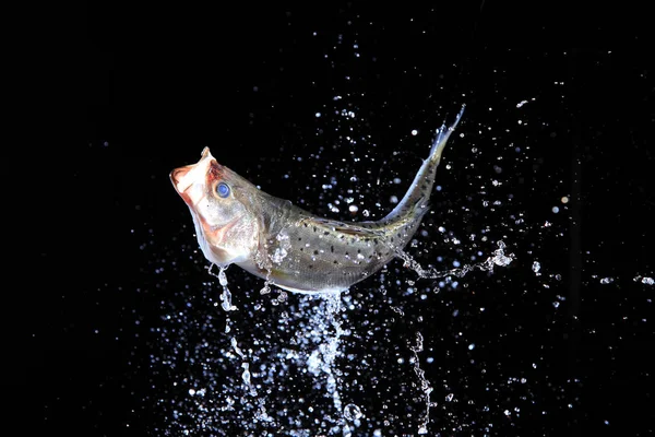 Pescado fresco con agua —  Fotos de Stock