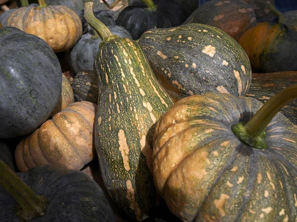 Válogatott sütőtök piacon — Stock Fotó