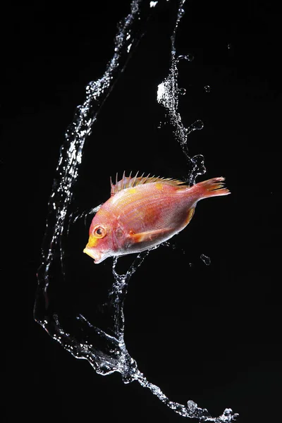 A tiszta víz hal — Stock Fotó