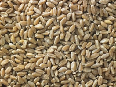 kahverengi pirinç taneleri