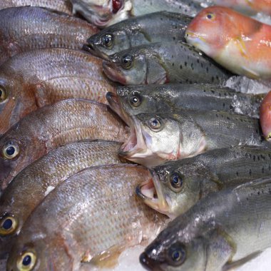 Buz üstünde taze Raw/süs balıkları