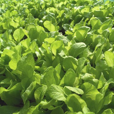 Sebze bahçesinde yeşil bitkiler