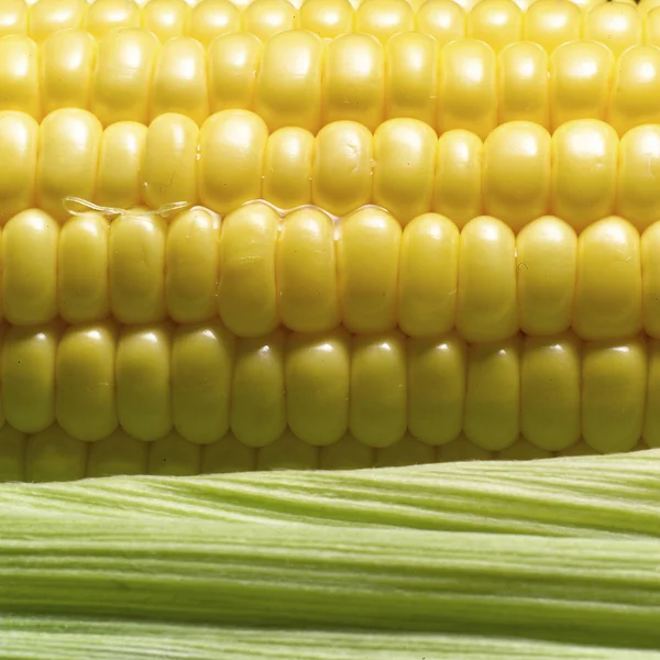 Bautiful fresh corn — Stock Photo, Image