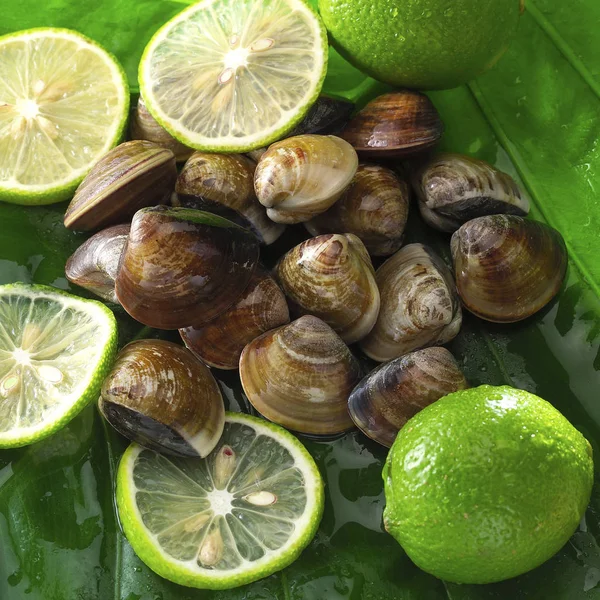 Rohe Venusmuscheln und Zitrusfrüchte — Stockfoto