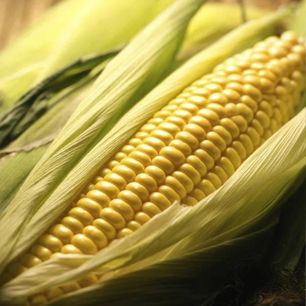 Bautiful fresh corn — Stock Photo, Image