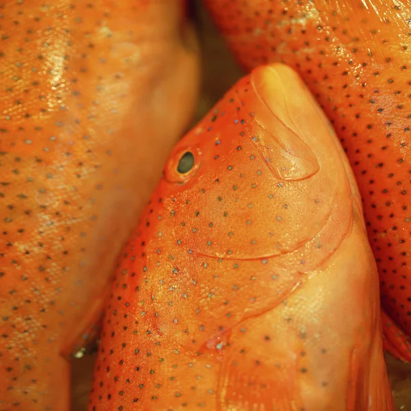 Pescado rojo crudo fresco — Foto de Stock