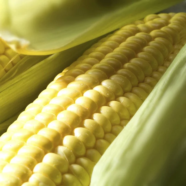 Bautiful fresh corn — Stock Photo, Image