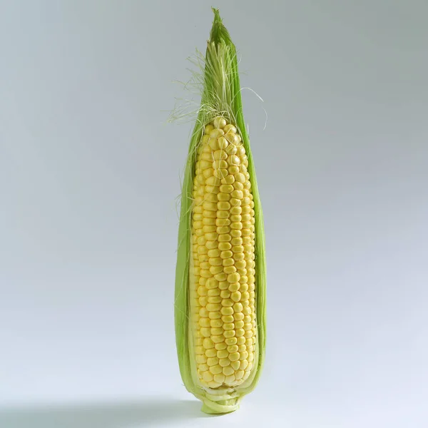 Witgeverfde verse maïs — Stockfoto