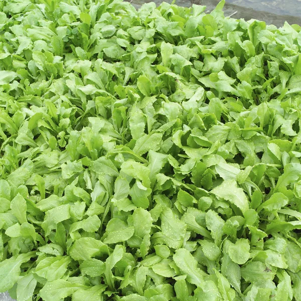 Plantas verdes em horta — Fotografia de Stock