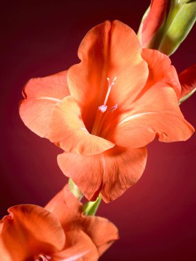 çiçeklerle doğal arka plan