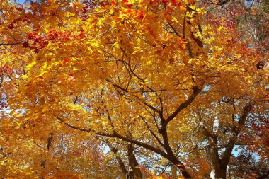 güzel akçaağaç yaprakları
