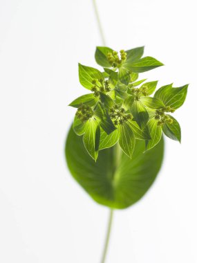 çiçeklerle doğal arka plan