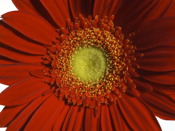 美しい花の終わり — ストック写真