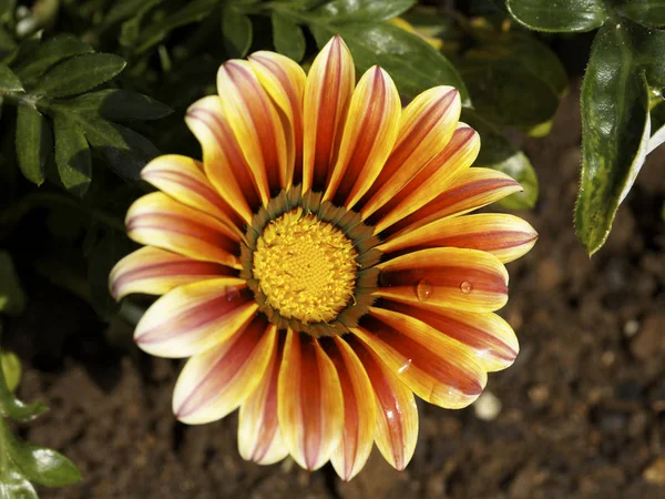 Close-up de bela flor — Fotografia de Stock