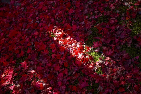 Folhas de bordo no chão — Fotografia de Stock