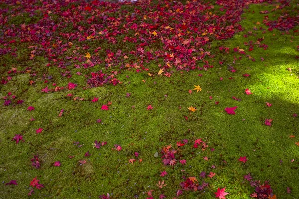 Folhas de bordo no chão — Fotografia de Stock