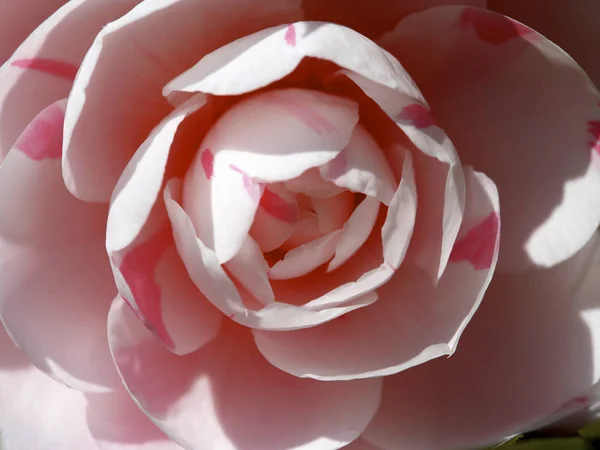 Close-up de bela flor — Fotografia de Stock